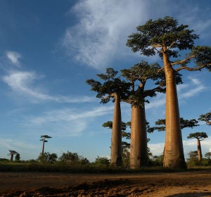 Avenida de los Baobabs (Madagascar)