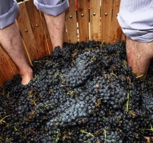 Pisa de la uva en la Fiesta de la Vendimia de Rioja Alavesa
