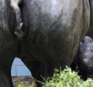 Ejemplar de rinoceronte negro con su madre
