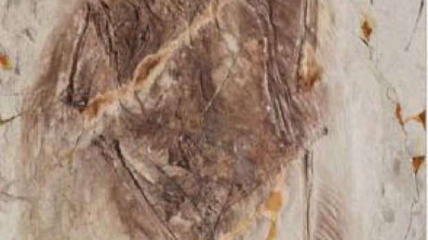 Imagen de uno de los fósiles encontrados 