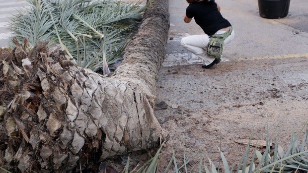 Tronco de la palmera