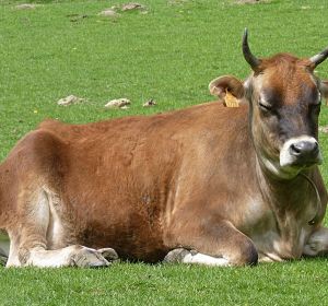 En la imagen descansando, una vaca de Jersey