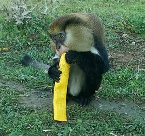 Uno de los primates del centro