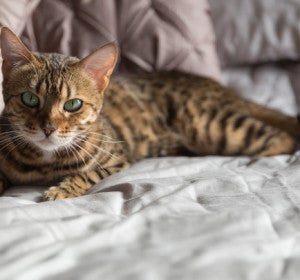 El gato de Bengala tiene un pelaje único que recuerda al de un felino salvaje