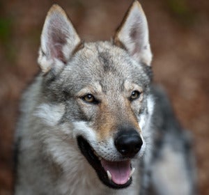 Perro lobo checoslovaco, un híbrido entre pastor alemán y lobo euroasiático