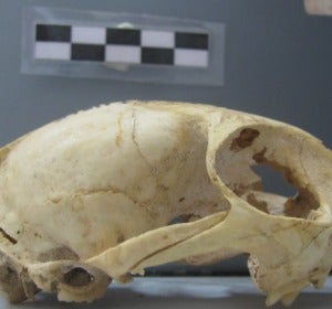 Cráneo de Prionailurus bengalensis hallado en el norte de China, que demuestra que el gato leopardo fue el primero en ser domesticado en esta región.