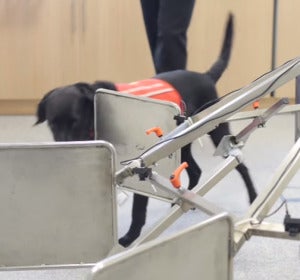 En la ONG Medical Detection Dogs enseñan a los perros a oler químicos asociados a problemas de salud.