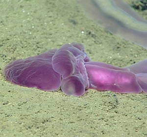 Uno de los extraños especímenes observados por los investigadores del Okeanos Explorer.