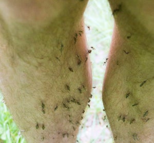La solución definitiva contra las picaduras de mosquitos en verano