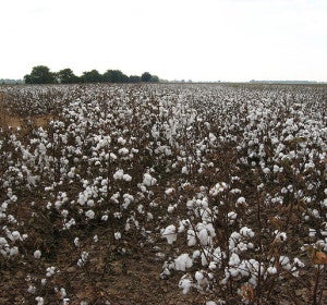 En la Unión Europea solo se cultiva algodón en Grecia, España y Bulgaria