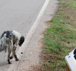 Perros abandonados, un drama que se ha repetido un verano más. Perros abandonados, un drama que se ha repetido un verano más.
