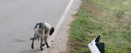 Perros abandonados, un drama que se ha repetido un verano más. Perros abandonados, un drama que se ha repetido un verano más.