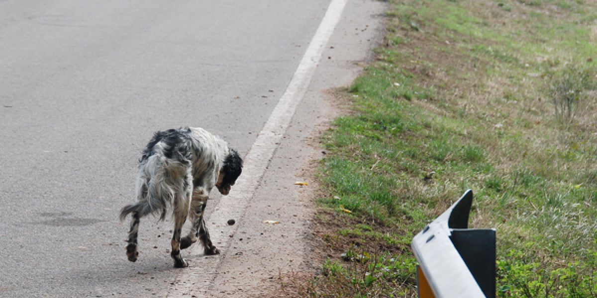 Perros abandonados, un drama
