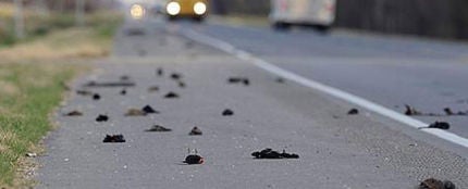 500 p&aacute;jaros m&aacute;s contra el suelo (5-1-2011)