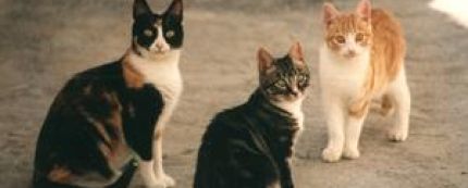 Gatos
