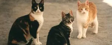 Gatos Gatos