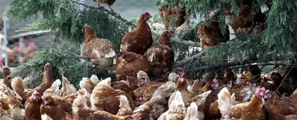 Gallinas en una granja Gallinas en una granja