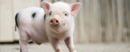Una cría de cerdo vietnamita Una cría de cerdo vietnamita