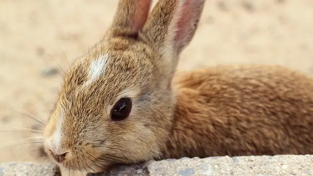 Uno de las docenas de conejos silvestres que habitan en la isla
