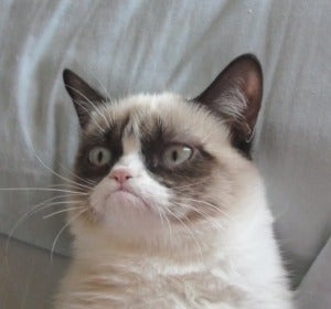 Grumpycat, todo un clásico de la red Grumpycat, todo un clásico de la red