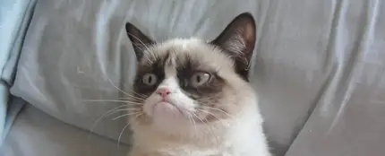 Grumpycat, todo un clásico de la red Grumpycat, todo un clásico de la red