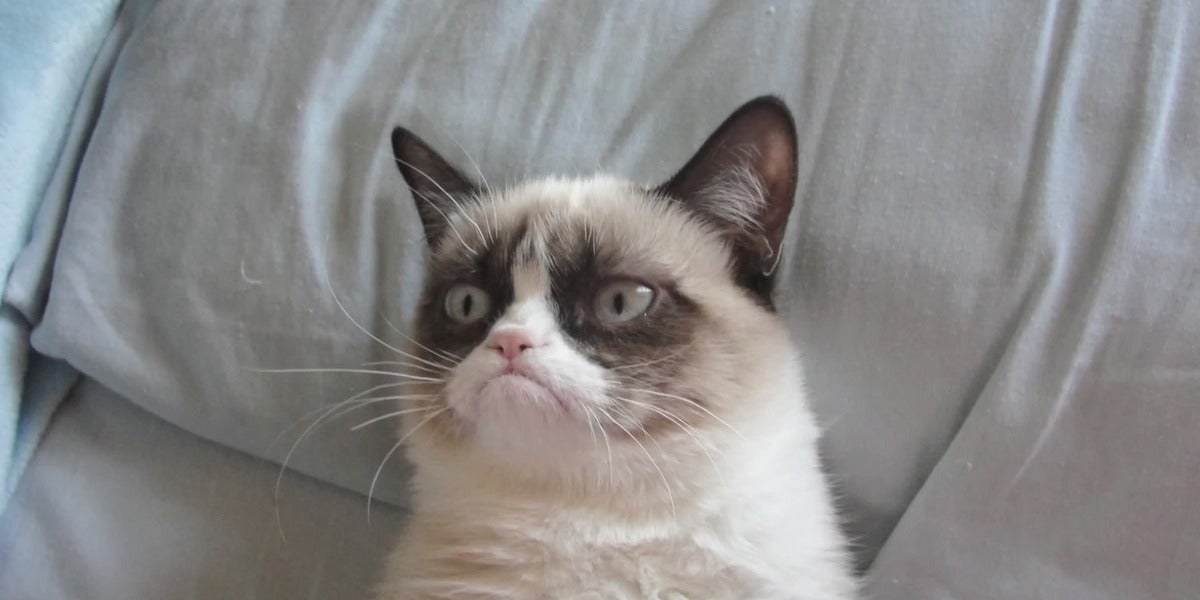 Grumpycat, todo un clásico de la red