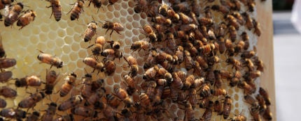 Colmena de abejas