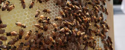 Colmena de abejas Colmena de abejas