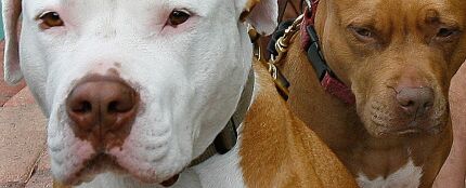 Imagen recurso de dos perros raza bull-terrier Imagen recurso de dos perros raza bull-terrier