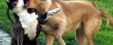 Perros peleando Perros peleando