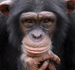 Un chimpancé en una imagen de archivo Un chimpancé en una imagen de archivo