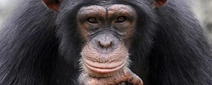 Un chimpancé en una imagen de archivo Un chimpancé en una imagen de archivo