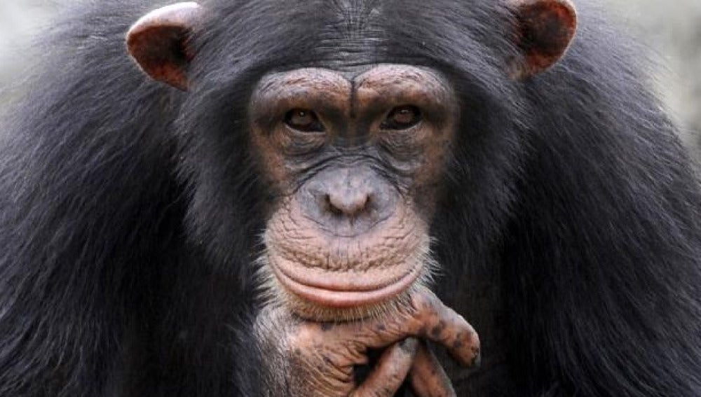 Un chimpancé en una imagen de archivo