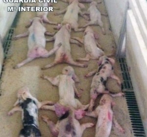 Imagen de los lechones muertos Imagen de los lechones muertos