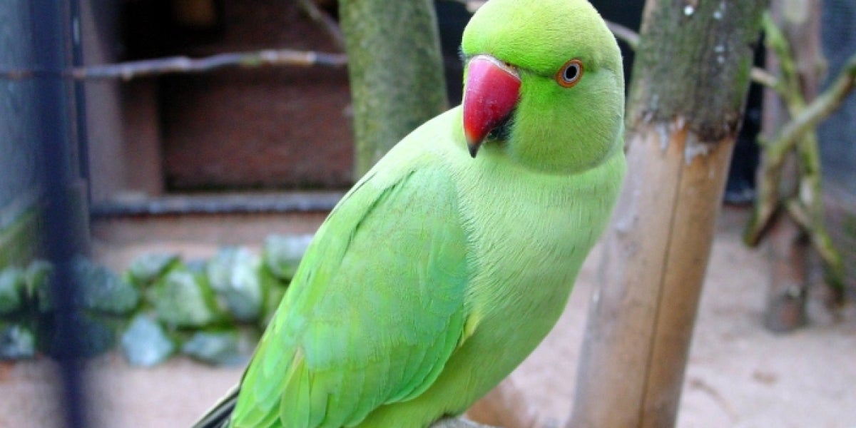 Una especie de loro