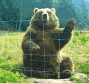 Oso saludando Oso saludando