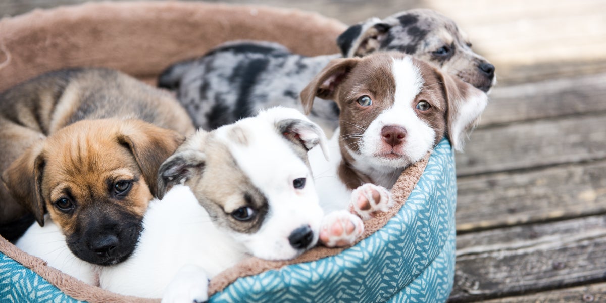 Cachorros de perro