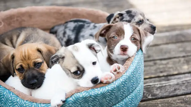 Cachorros de perro