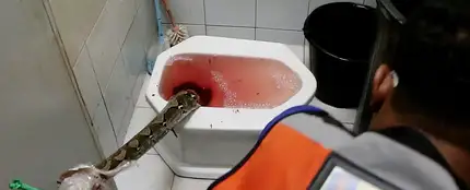 Sacan a una serpiente del inodoro Sacan a una serpiente del inodoro