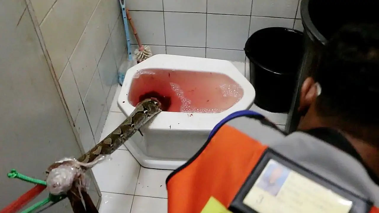 Sacan a una serpiente del inodoro Sacan a una serpiente del inodoro
