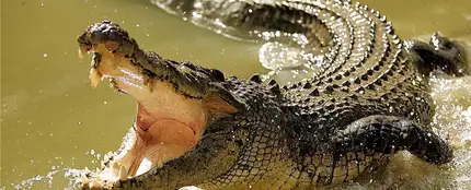 Imagen de un cocodrilo Imagen de un cocodrilo