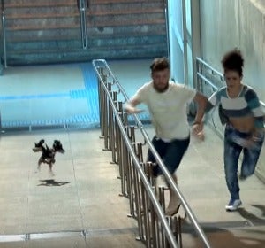 Broma con cámara oculta del perro de tres cabezas Broma con cámara oculta del perro de tres cabezas