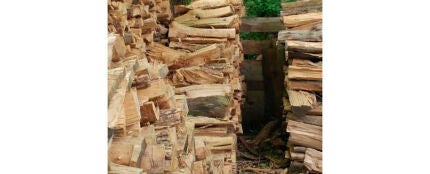 Entre todos estos troncos hay un gato escondido. ¿Eres capaz de verlo?