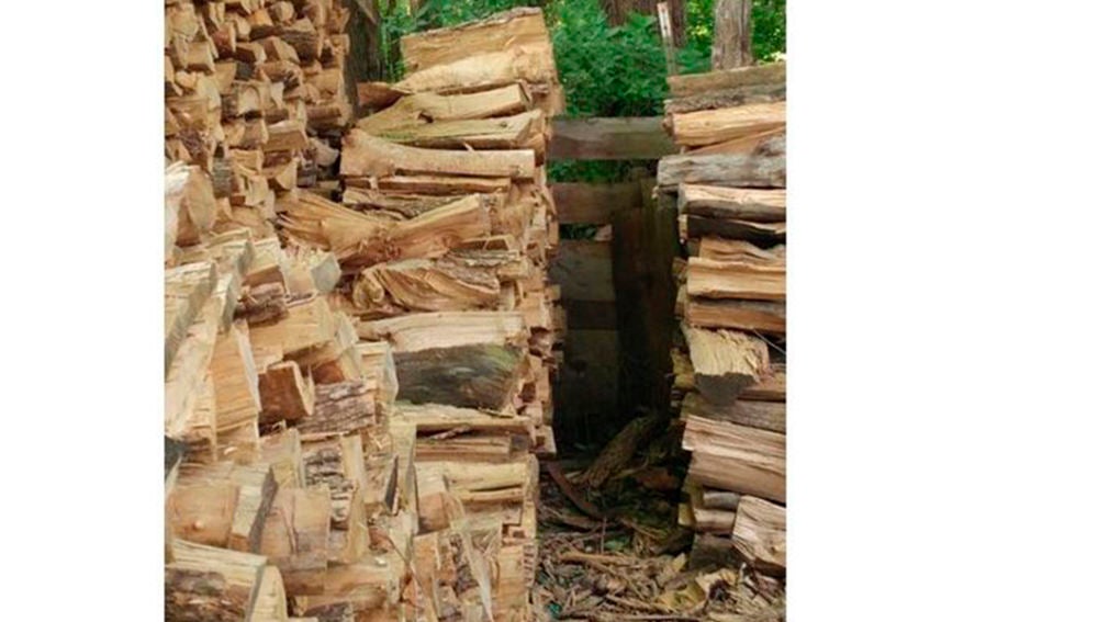Entre todos estos troncos hay un gato escondido. ¿Eres capaz de verlo?