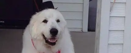 Duke, el perro alcalde Duke, el perro alcalde