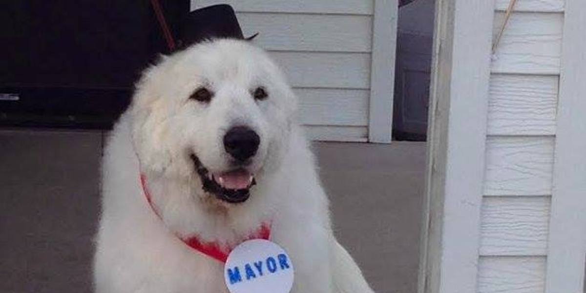 Duke, el perro alcalde
