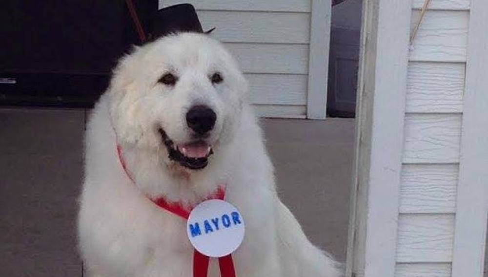 Duke, el perro alcalde