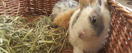 Un conejo en una cesta de mimbre Un conejo en una cesta de mimbre