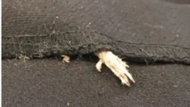 El desagradable "regalo" que venía en un vestido comprado por Internet