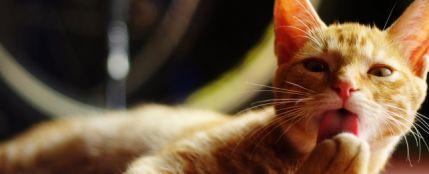 Gato lami&eacute;ndose
